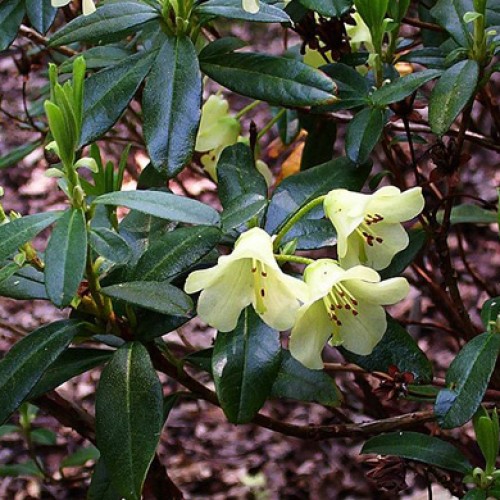 Rhododendron Dwarf Merganser Evergreen | ScotPlants Direct